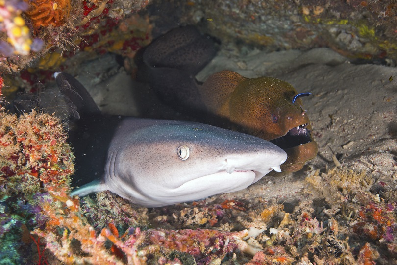 shark eel